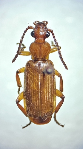 Helluomorphoides ferrugineus