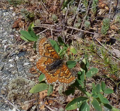 Euphydryas desfontainii