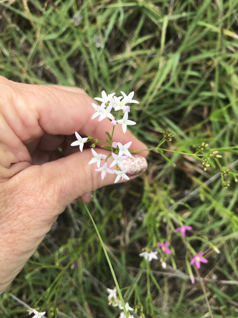 diamondflowers from County Road 154 E, Gatesville, TX, US on May 24