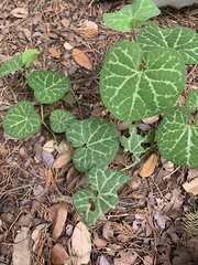 Aristolochia fimbriata