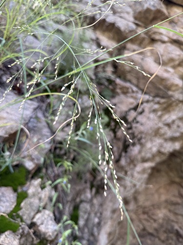 Zuloagaea bulbosa observed 2026-09-13