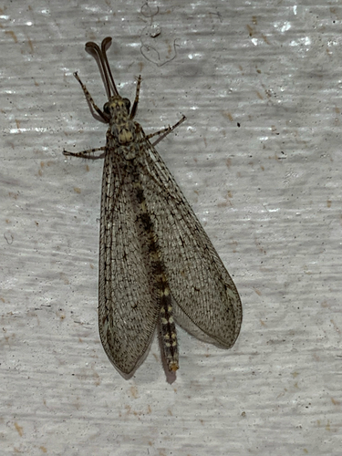 Sacken's Antlion
