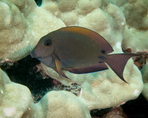 Dusky Surgeonfish