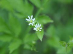 Stellaria neglecta