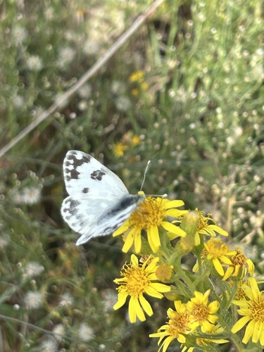 Eastern Bath White