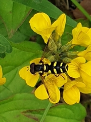 Xanthogramma stackelbergi