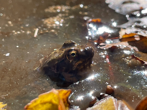 Green Frog