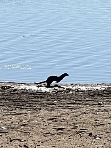 American Mink