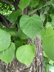 Tilia americana