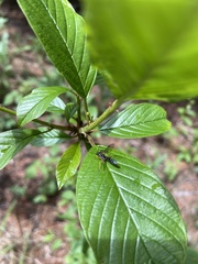 Tryphoninae