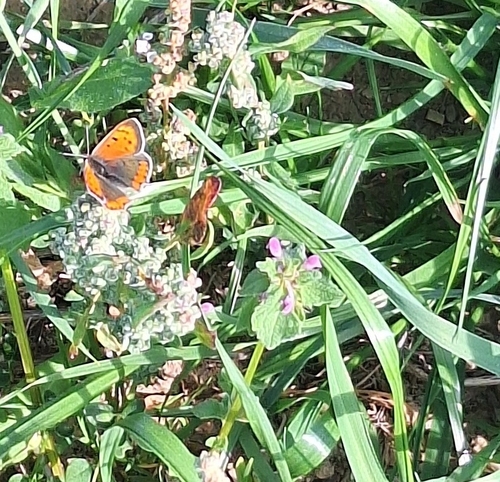 Small Copper