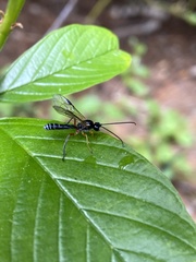 Tryphoninae