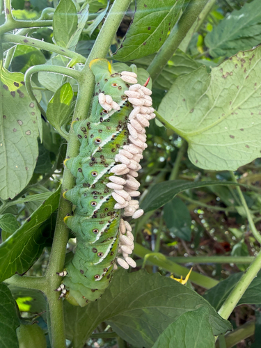 Hornworm Parasitoid Wasp
