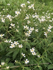 Ranunculus aconitifolius