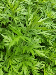 Artemisia vulgaris