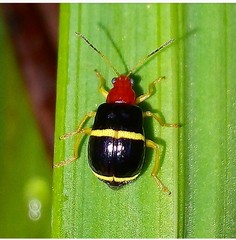 Gynandrobrotica