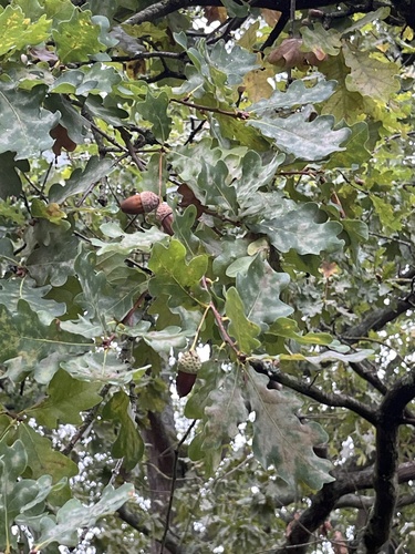 English oak