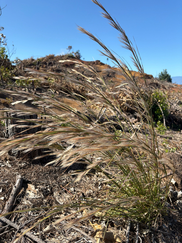 Andropogon virginicus observed 2026-09-28