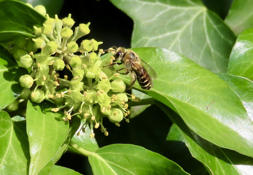 Ivy Cellophane Bee