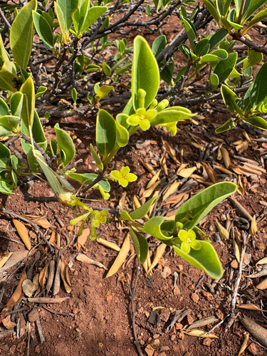 Wikstroemia oahuensis, 2026-10-06