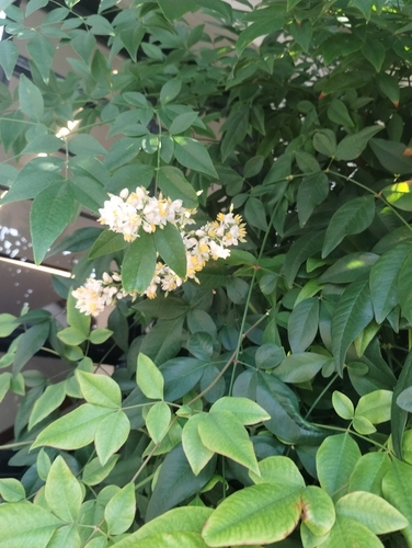 Heavenly bamboo