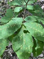 Phylloxera caryaefallax