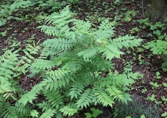 Sorbaria sorbifolia