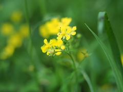Potentilla freyniana