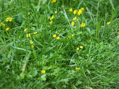 Potentilla freyniana