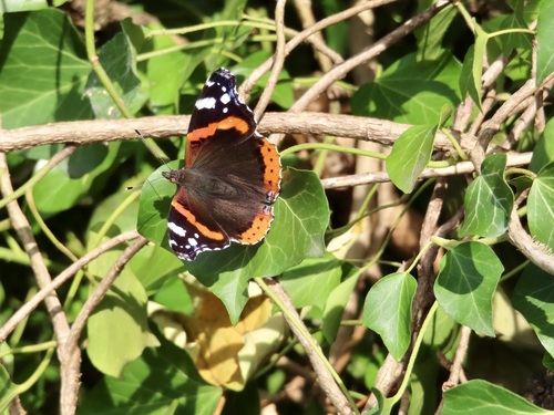 Red Admiral