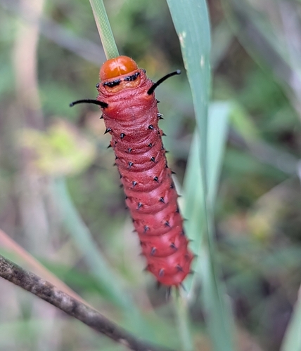 Oslar's Oakworm Moth