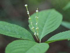 Chloranthus serratus