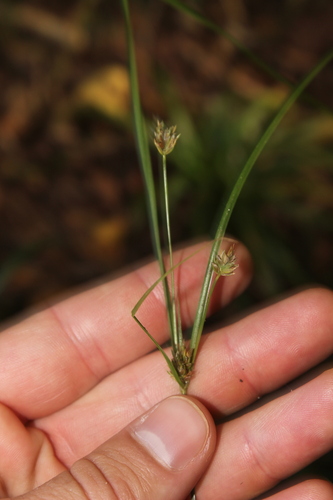 Cyperus schweinitzii observed 2026-10-07