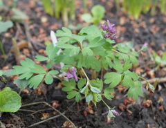 Corydalis intermedia