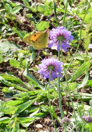 Clouded Yellow