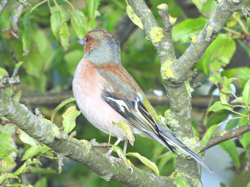 Common Chaffinch