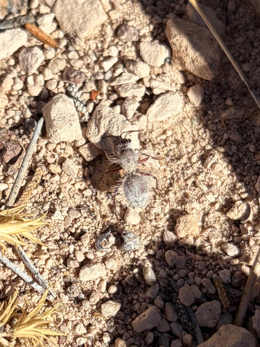 Thistledown Velvet Ant