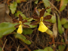 Oncidium graminifolium