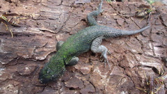 Sceloporus formosus