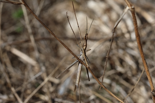 Mediterranean Slant-faced Grasshopper
