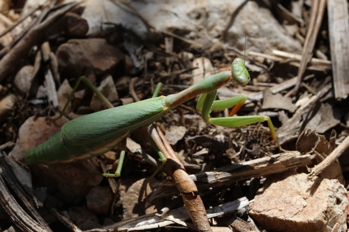Mediterranean Mantis