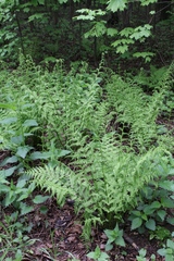 Athyrium filix-femina
