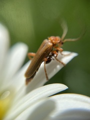 Cantharis figurata