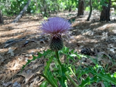 Cirsium repandum
