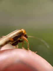 Cantharis figurata