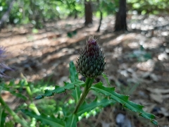 Cirsium repandum