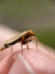 Cantharis figurata