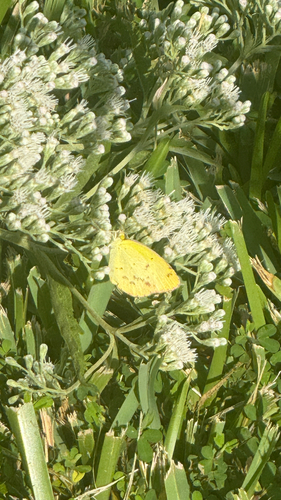 Little Yellow