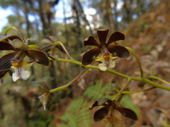 Prosthechea varicosa