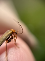 Cantharis figurata